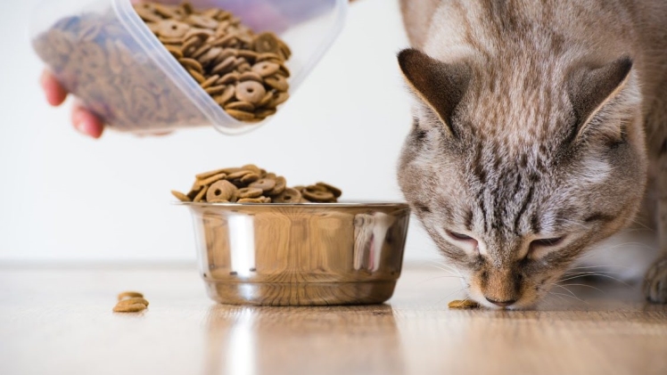 Avoiding By-Products in Pet Food